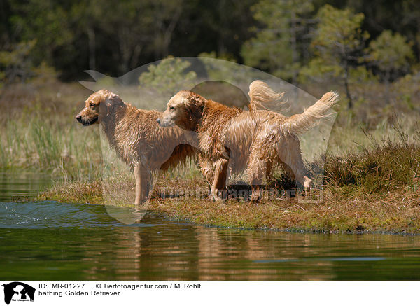 badender Golden Retriever / bathing Golden Retriever / MR-01227