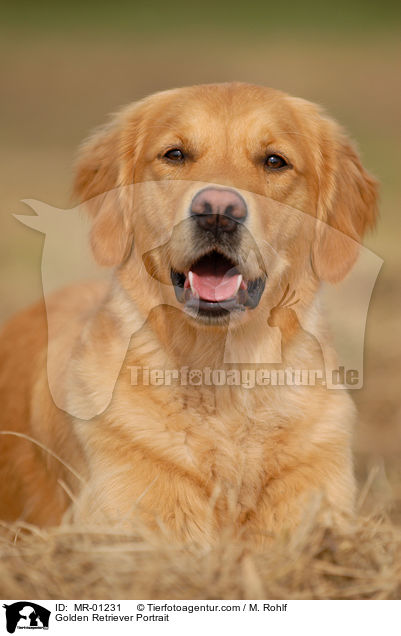 Golden Retriever Portrait / Golden Retriever Portrait / MR-01231