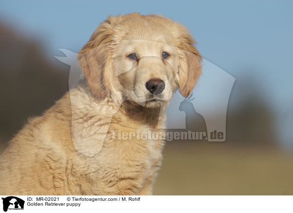 Golden Retriever Welpe / Golden Retriever puppy / MR-02021