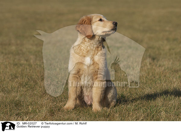 Golden Retriever Welpe / Golden Retriever puppy / MR-02027