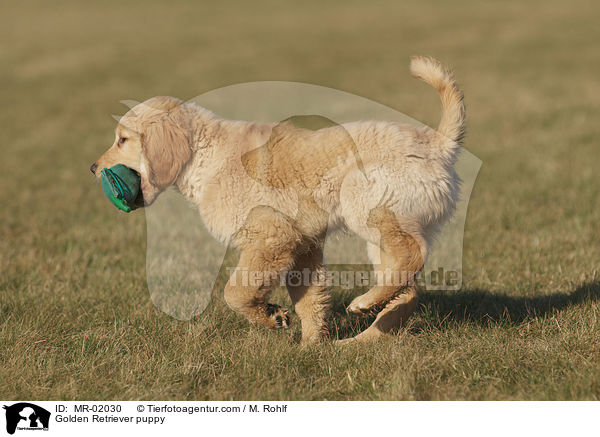 Golden Retriever Welpe / Golden Retriever puppy / MR-02030