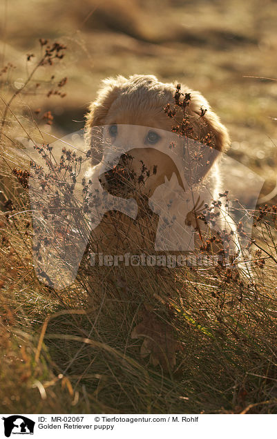 Golden Retriever Welpe / Golden Retriever puppy / MR-02067