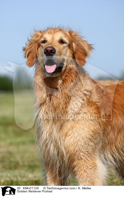 Golden Retriever Portrait / Golden Retriever Portrait / KMI-01129