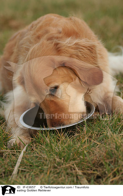 fressender Golden Retriever / eating Golden Retriever / IF-03657