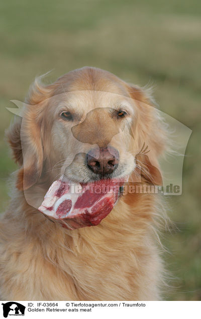 Golden Retriever frisst Fleisch / Golden Retriever eats meat / IF-03664