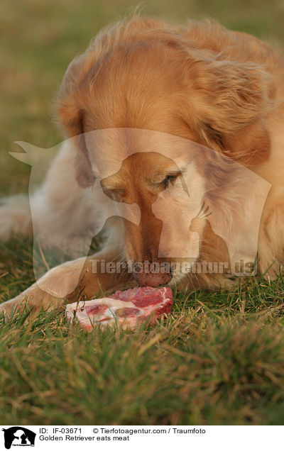 Golden Retriever frisst Fleisch / Golden Retriever eats meat / IF-03671