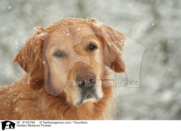 Golden Retriever Portrait / Golden Retriever Portrait / IF-03799