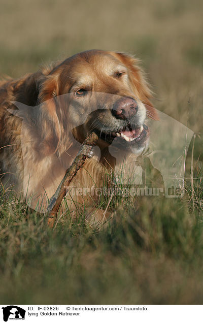 liegender Golden Retriever / lying Golden Retriever / IF-03826