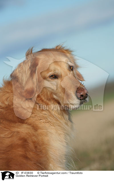 Golden Retriever Portrait / Golden Retriever Portrait / IF-03830