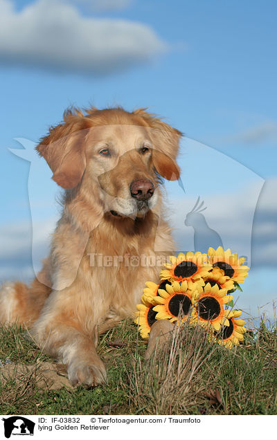 liegender Golden Retriever / lying Golden Retriever / IF-03832