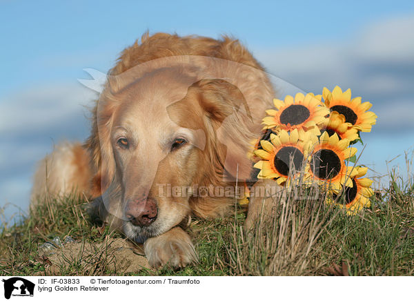 liegender Golden Retriever / lying Golden Retriever / IF-03833