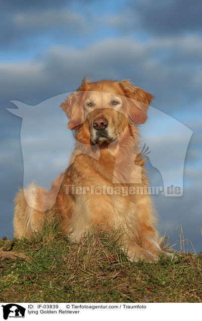 liegender Golden Retriever / lying Golden Retriever / IF-03839