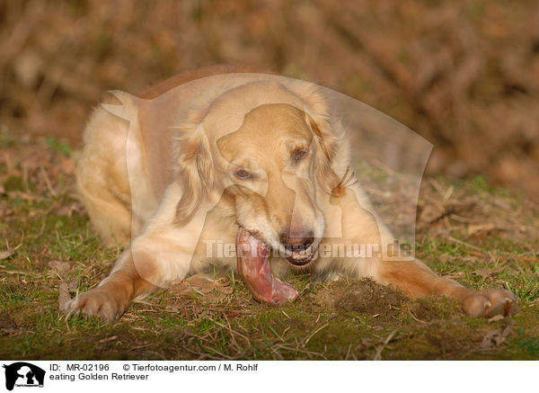 fressender Golden Retriever / eating Golden Retriever / MR-02196