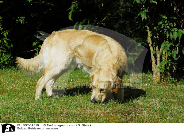 Golden Retriever auf Wiese / Golden Retriever on meadow / SST-04519