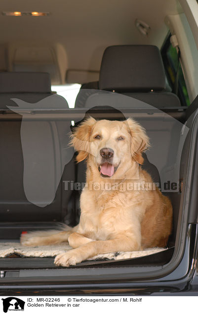 Golden Retriever im Auto / Golden Retriever in car / MR-02246