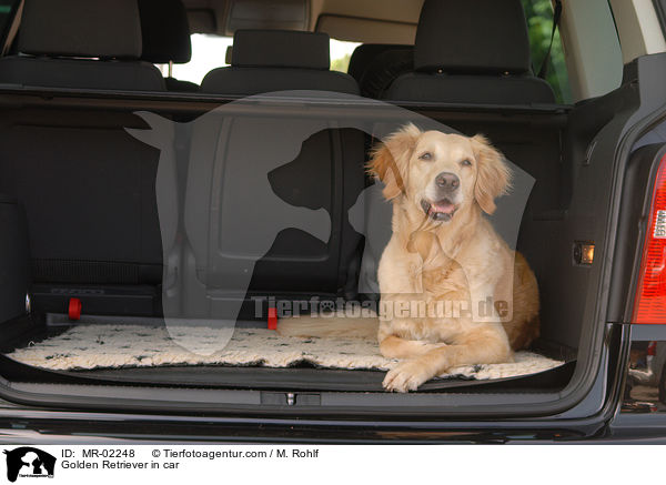 Golden Retriever im Auto / Golden Retriever in car / MR-02248