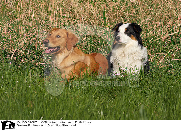 Golden Retriever und Australian Shepherd / Golden Retriever und Australian Shepherd / DG-01087