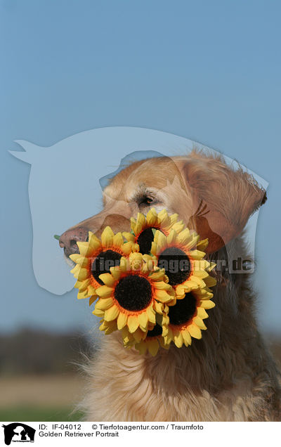 Golden Retriever Portrait / Golden Retriever Portrait / IF-04012