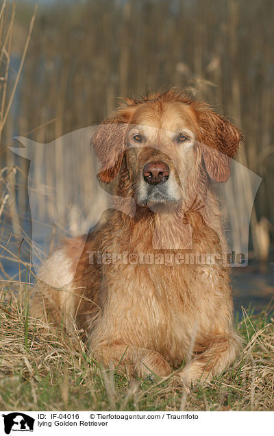 liegender Golden Retriever / lying Golden Retriever / IF-04016