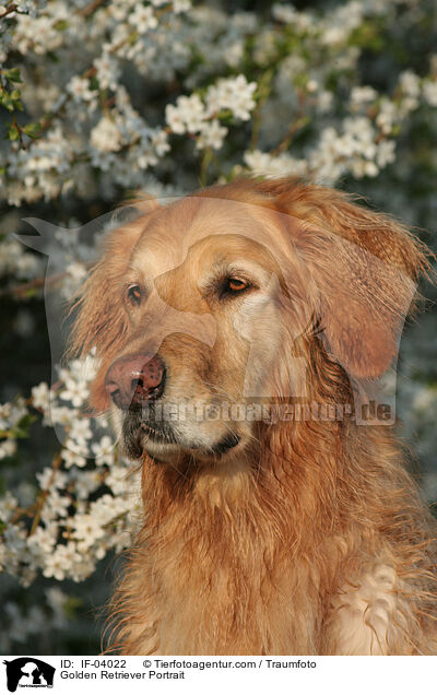 Golden Retriever Portrait / Golden Retriever Portrait / IF-04022