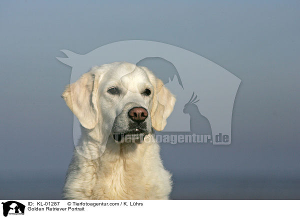 Golden Retriever Portrait / Golden Retriever Portrait / KL-01287