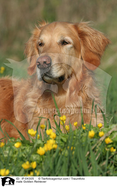 Golden Retriever Rde / male Golden Retriever / IF-04305