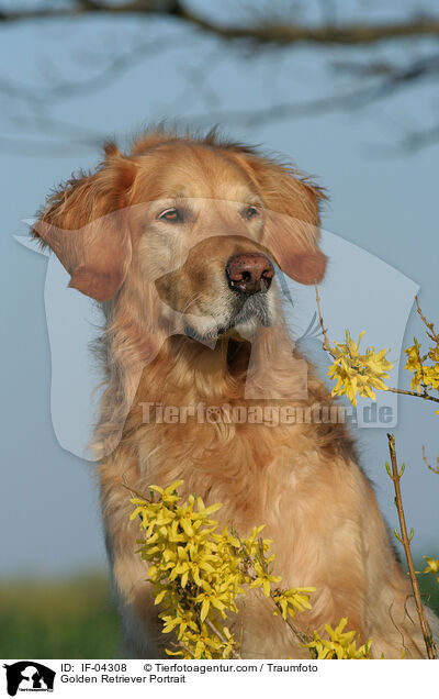 Golden Retriever Portrait / Golden Retriever Portrait / IF-04308