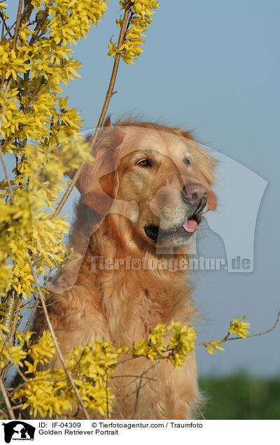 Golden Retriever Portrait / Golden Retriever Portrait / IF-04309