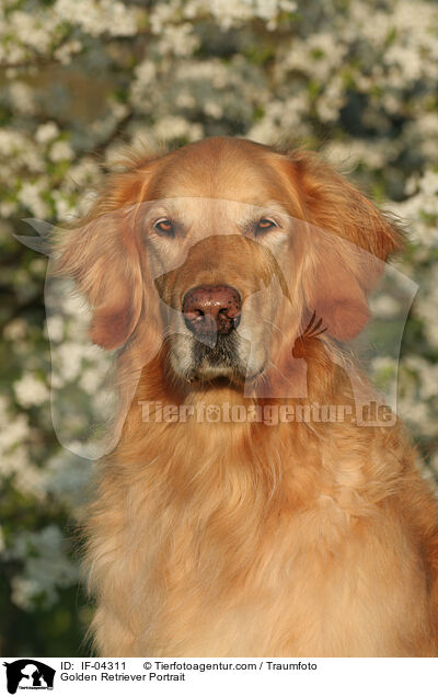 Golden Retriever Portrait / Golden Retriever Portrait / IF-04311