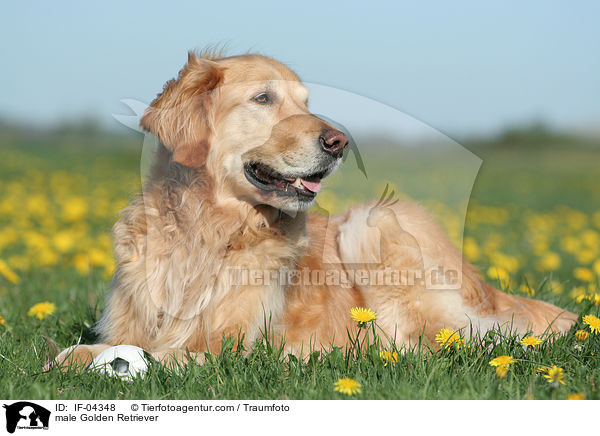 Golden Retriever Rde / male Golden Retriever / IF-04348