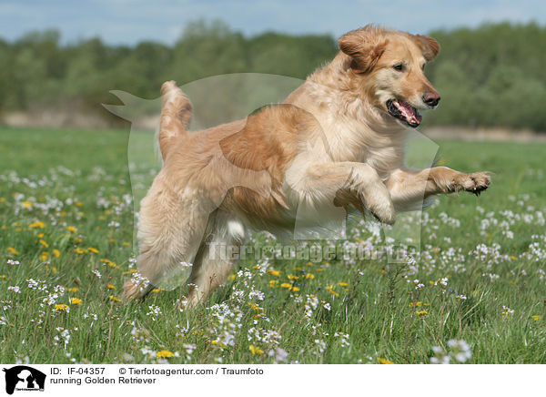 rennender Golden Retriever / running Golden Retriever / IF-04357