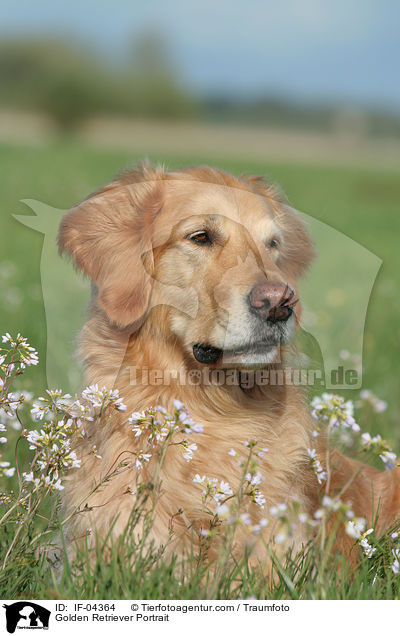 Golden Retriever Portrait / Golden Retriever Portrait / IF-04364