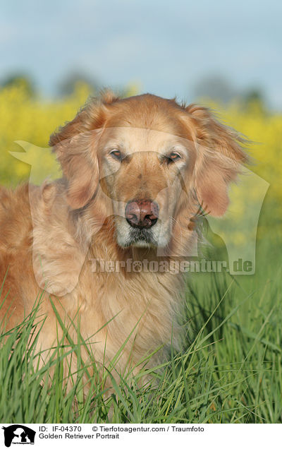 Golden Retriever Portrait / Golden Retriever Portrait / IF-04370