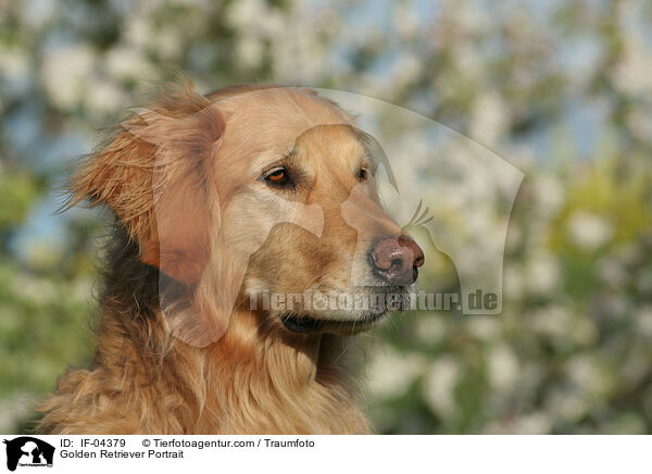 Golden Retriever Portrait / Golden Retriever Portrait / IF-04379
