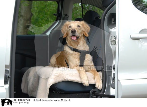 angeschnallt auf Rckbank / strapped dog / MR-02270
