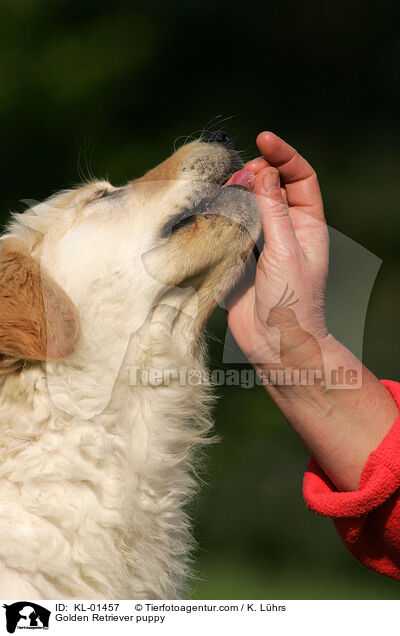 Golden Retriever puppy / KL-01457