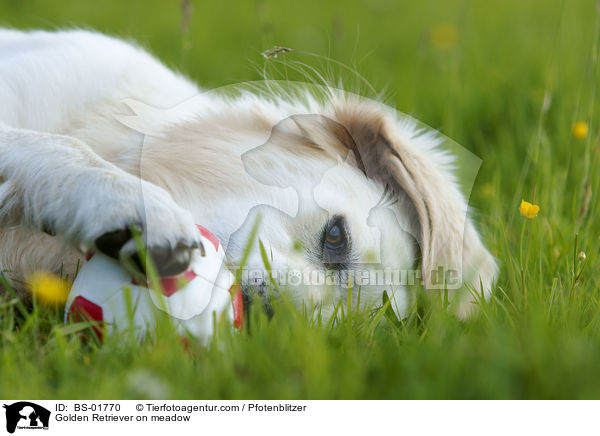 Golden Retriever auf Wiese / Golden Retriever on meadow / BS-01770