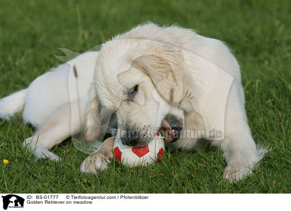 Golden Retriever auf Wiese / Golden Retriever on meadow / BS-01777