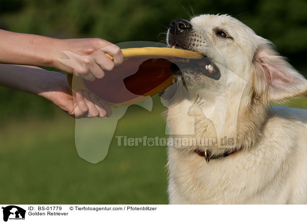 Golden Retriever / Golden Retriever / BS-01779