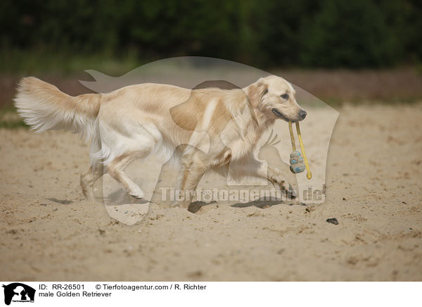 Golden Retriever Rde / male Golden Retriever / RR-26501