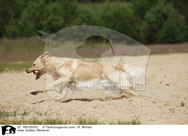 Golden Retriever Rde / male Golden Retriever / RR-26502