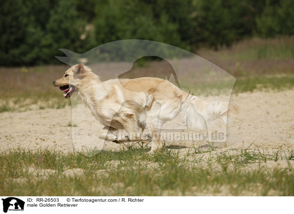 Golden Retriever Rde / male Golden Retriever / RR-26503