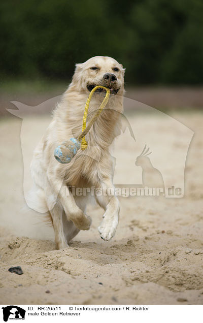 Golden Retriever Rde / male Golden Retriever / RR-26511