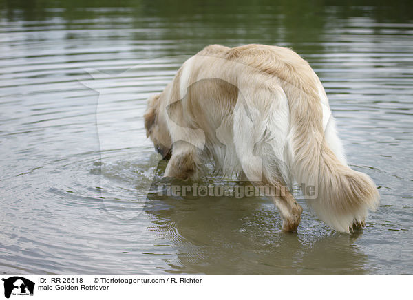 Golden Retriever Rde / male Golden Retriever / RR-26518