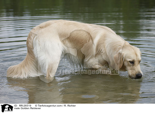 Golden Retriever Rde / male Golden Retriever / RR-26519