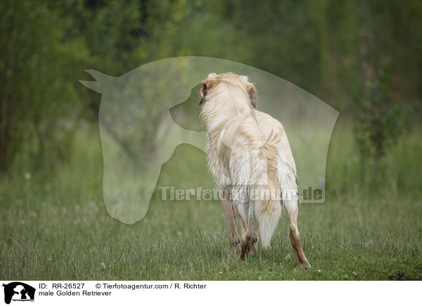 Golden Retriever Rde / male Golden Retriever / RR-26527