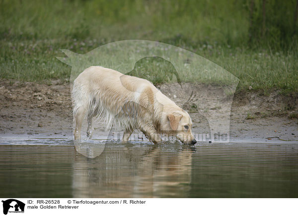 Golden Retriever Rde / male Golden Retriever / RR-26528