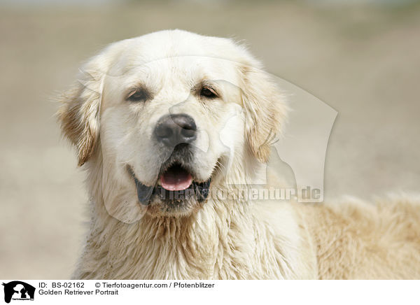 Golden Retriever Portrait / Golden Retriever Portrait / BS-02162