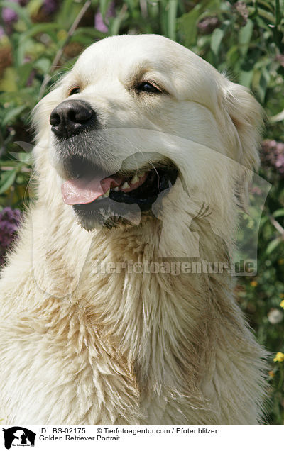Golden Retriever Portrait / Golden Retriever Portrait / BS-02175