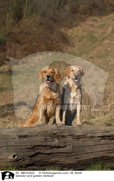 Labrador und Golden Retriever / labrador and golden retriever / MR-02922